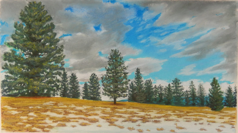 Ponderosa Pines, Winter landscape. Snow mottled field